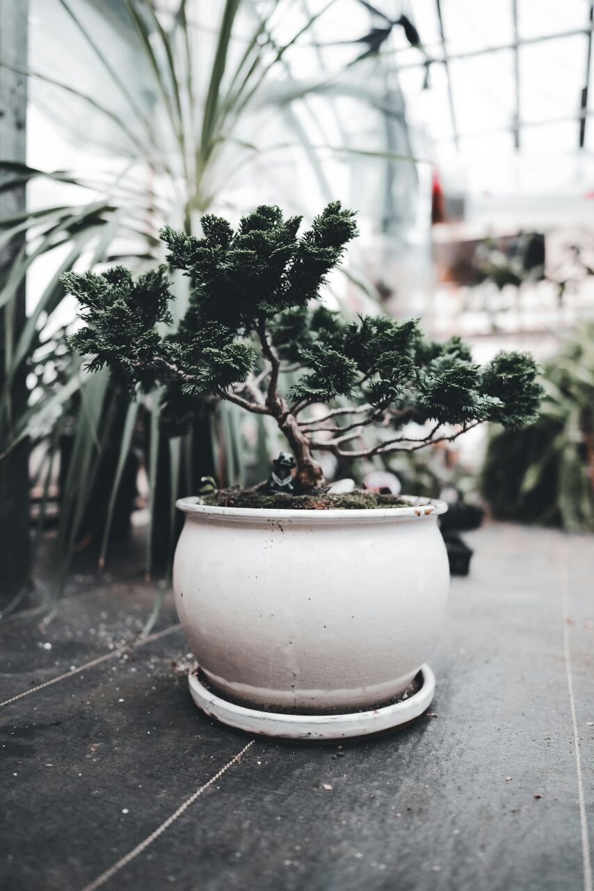 Bonsai Çiçeği Bakımı İçin Temel İpuçları