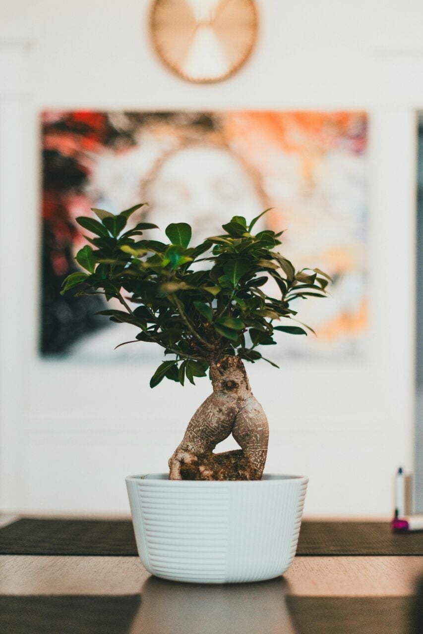 Bonsai Çiçeği Bakımı İçin Temel İpuçları