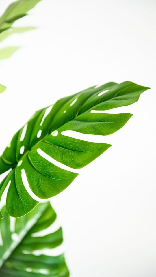 Yapay Real Touch Monstera Tree 160 CM