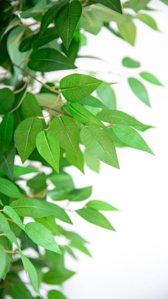 Yapay Ficus Benjamin Ağacı 170 cm