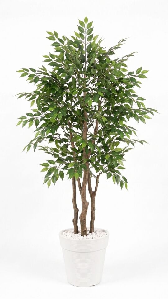 Yapay Ficus Benjamin Ağacı 170 cm