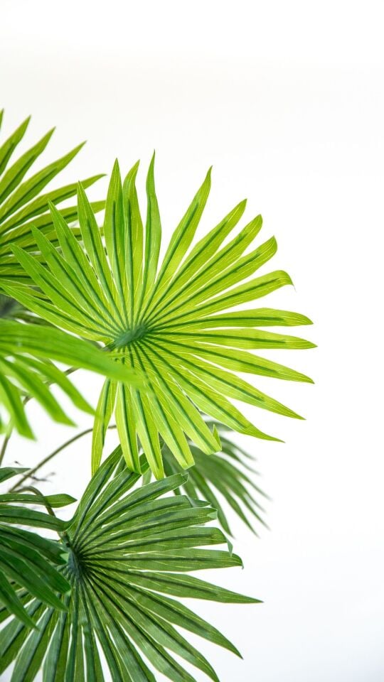 Yapay Fan Palm 170 CM