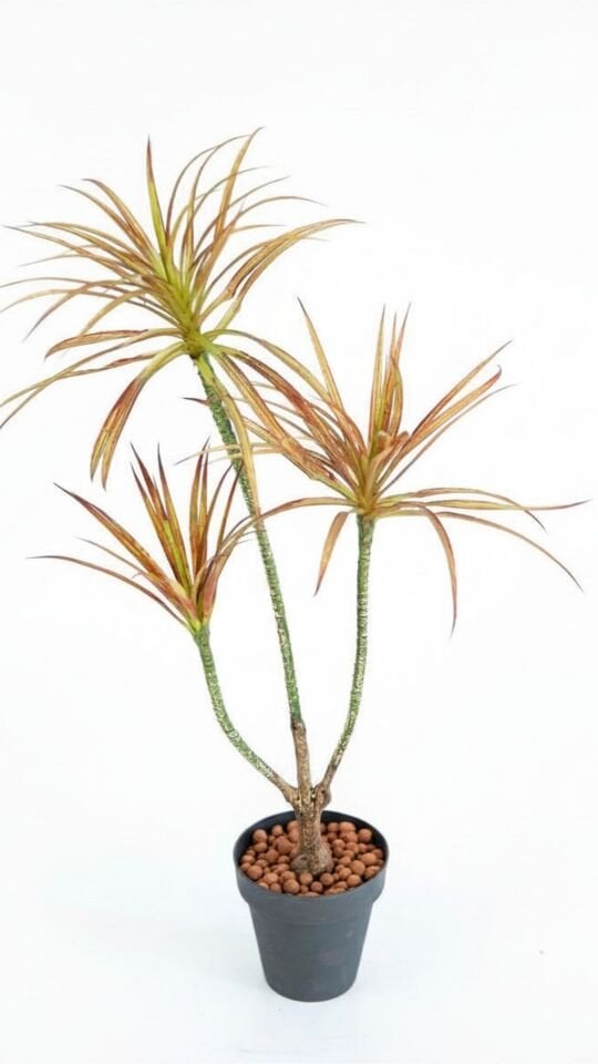Yapay Mini Dracaena 86 CM