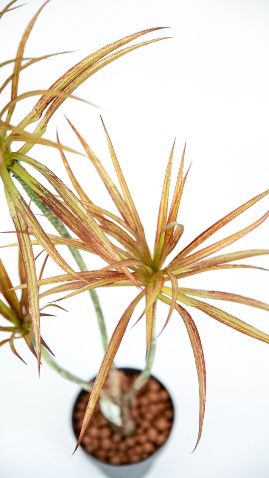 Yapay Mini Dracaena 86 CM