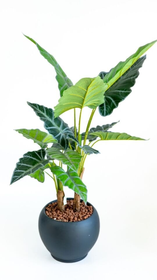 Yapay Real Touch Alocasia Tree 120 CM