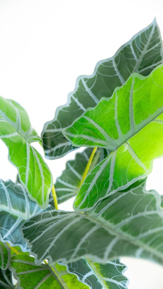 Yapay Real Touch Alocasia Tree 120 CM