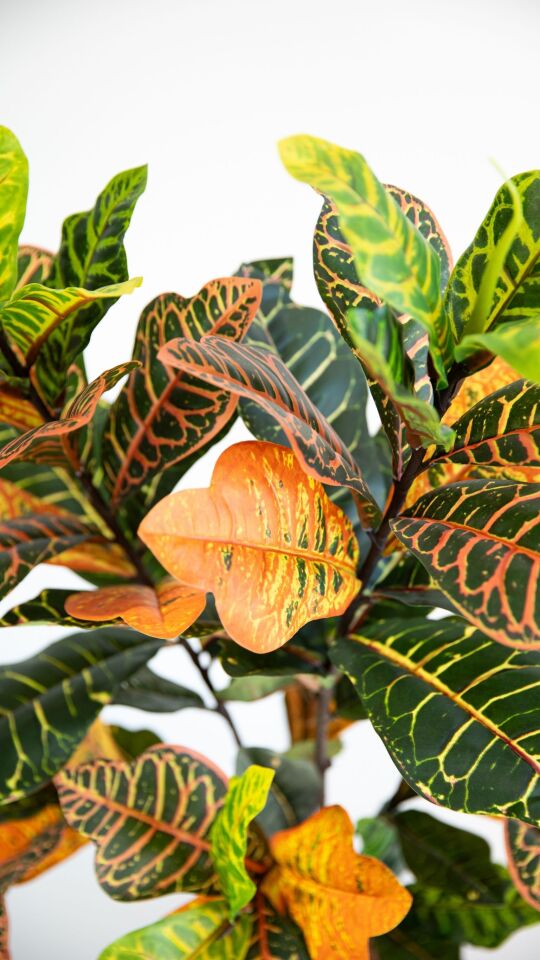 Yapay Real Touch Croton Tree 120 CM