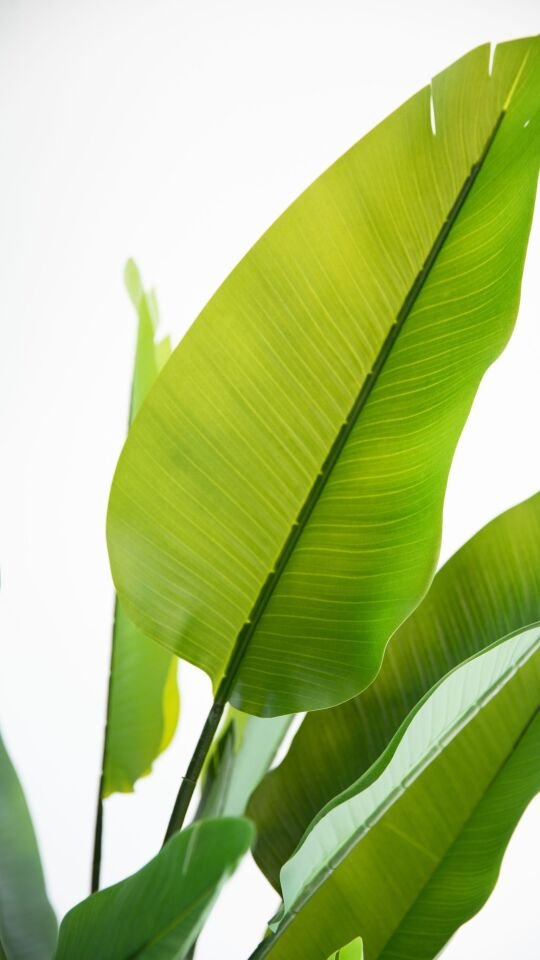 Premium Yapay Real Touch Strelitzia 180 CM