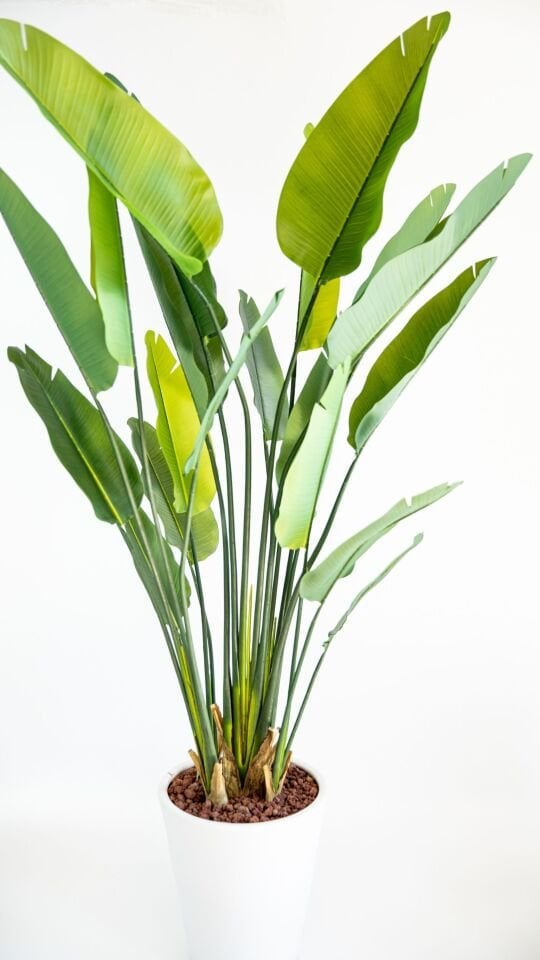 Premium Yapay Real Touch Strelitzia 180 CM