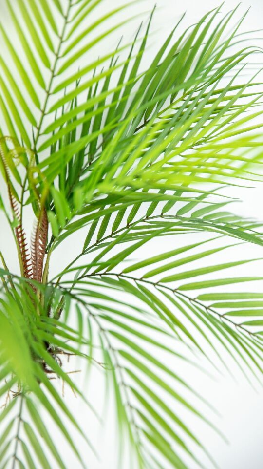 Yapay Palm Tree 53 CM