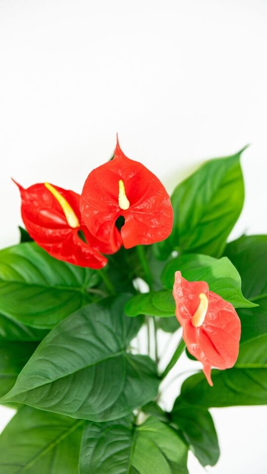 Yapay Anthurium Real Touch x 3 Flowers