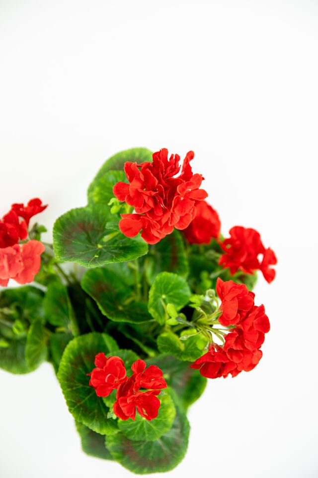 Yapay Geranium Bush 40 CM
