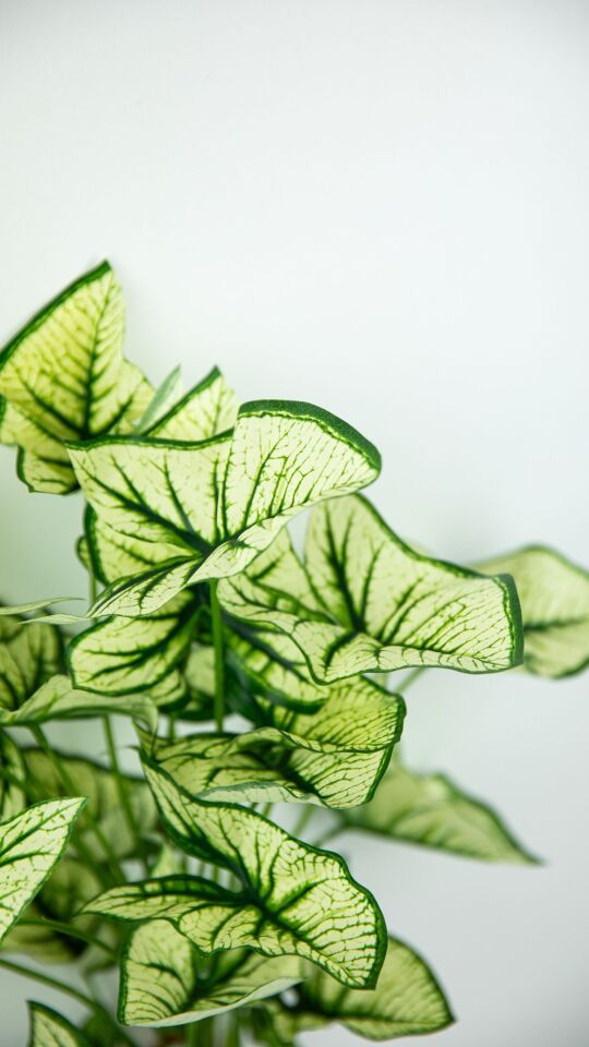 Yapay Syngonium 45 CM