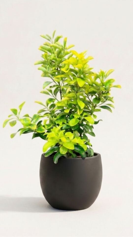 Gold Taflan 2 Boy / 40-50 CM / 20-25 CM