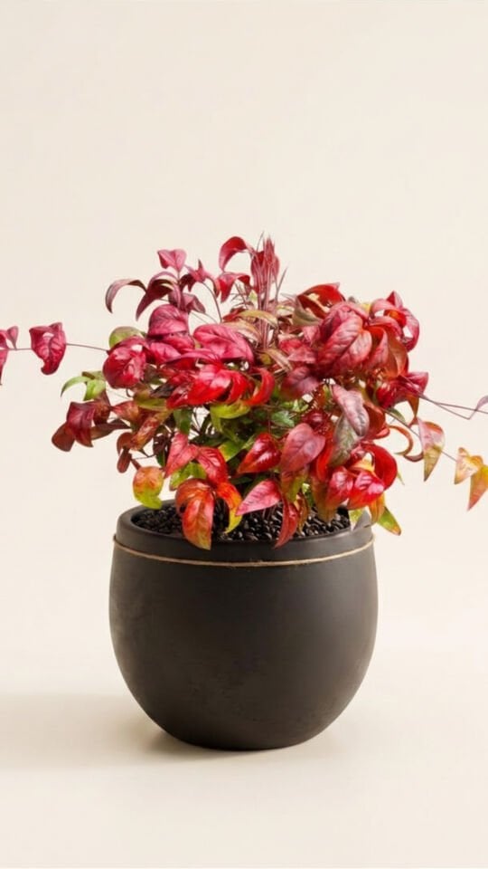 Nandina Domestica Bodur 20-25 CM