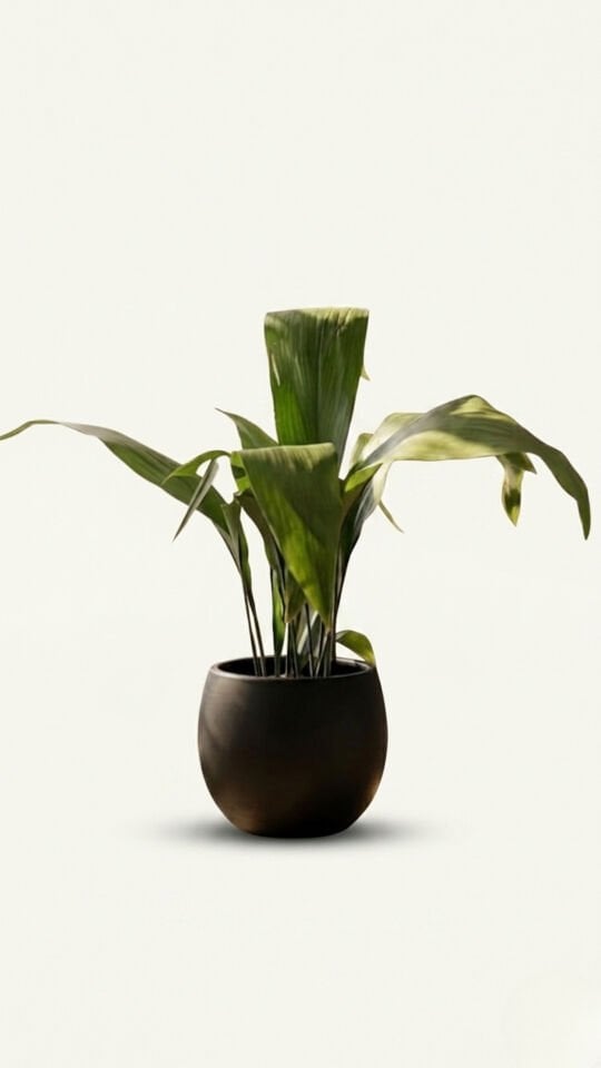 Aspidistra İç Mekan Bitkisi 50-60 CM