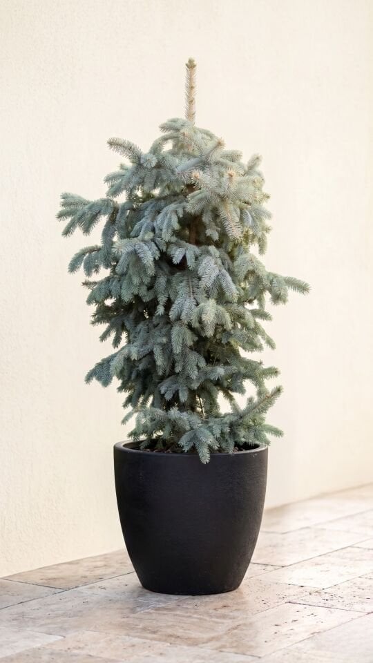 Mavi Ladin Ağacı 150-170 Cm