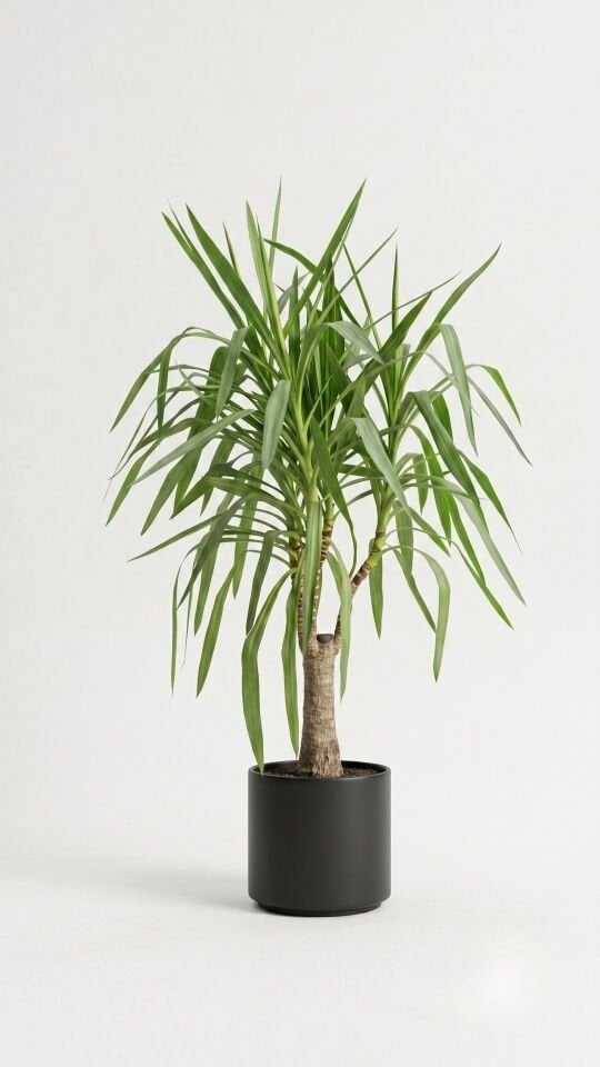 Lolina Dracena 100 CM