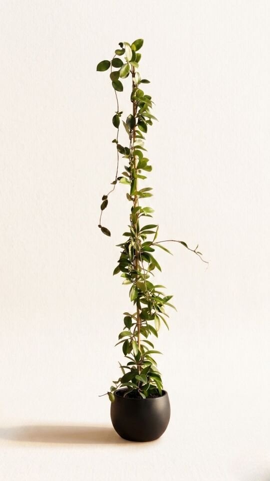 Hoya Mum Çiçeği İç Mekan Sarmaşık 150 Cm