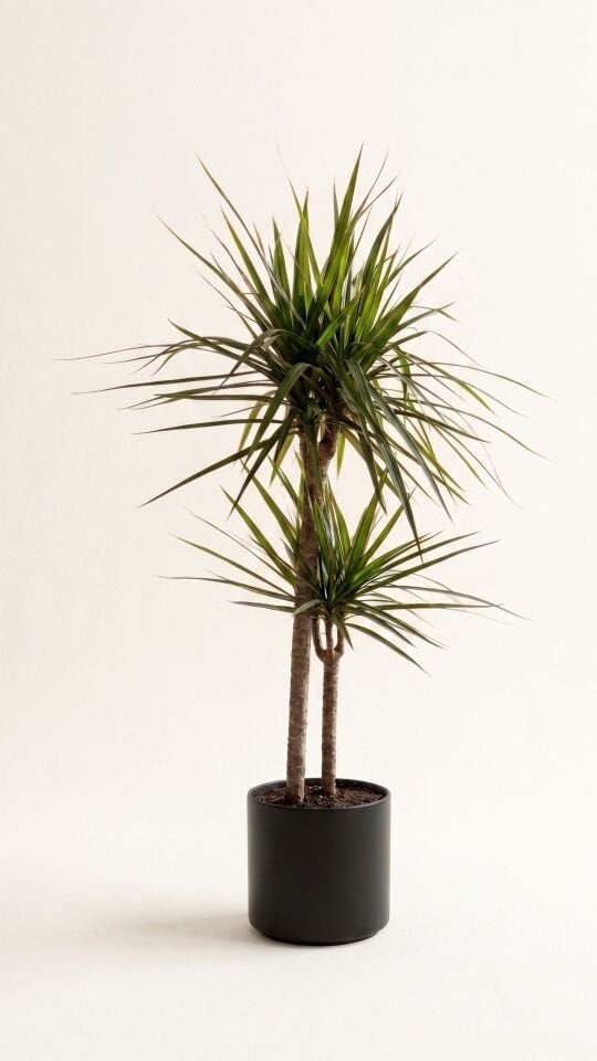 Dracena Marginata Çift Köklü 90 cm