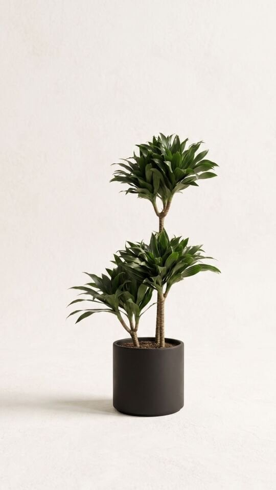 Dracena Deremensis Compacta 3 Kök 80 Cm