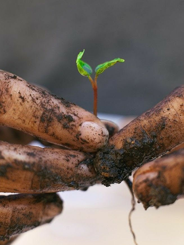 Toprağın Kalbinden Doğaya Dönüş